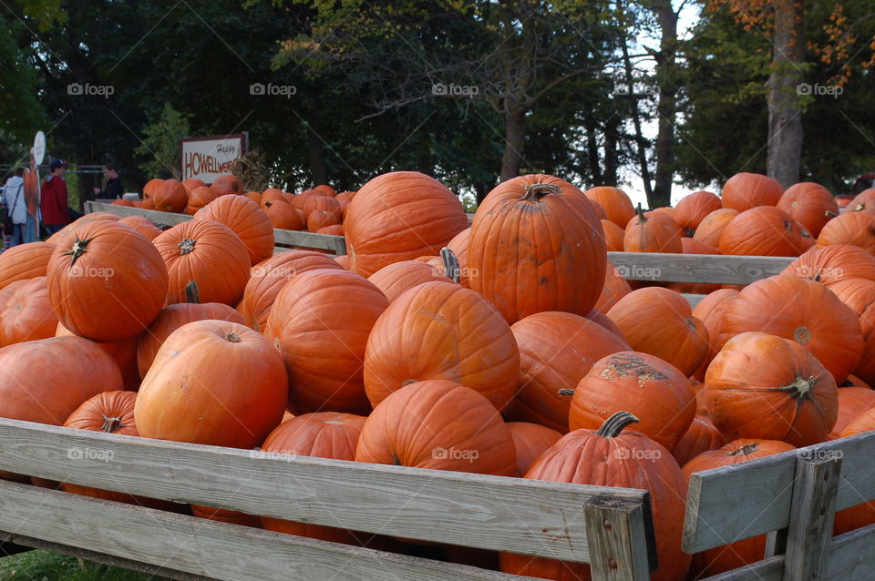 Pumpkins