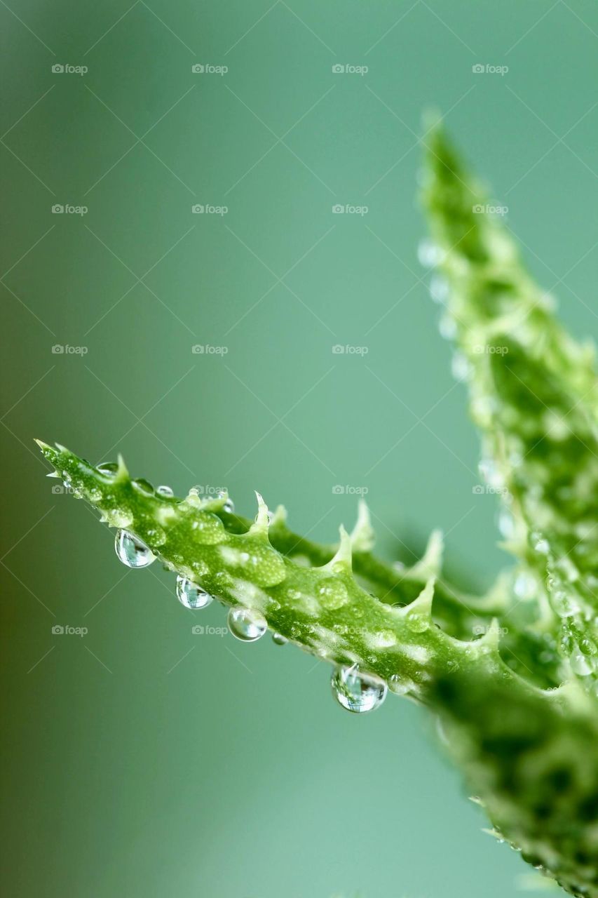 Plant, with raindrops 