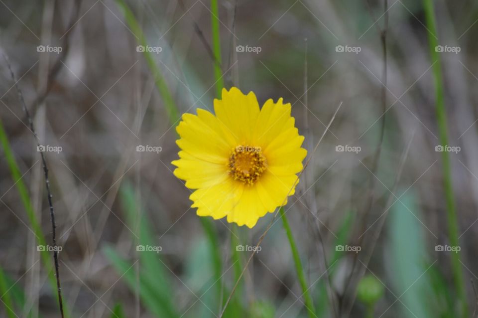 wildflowers