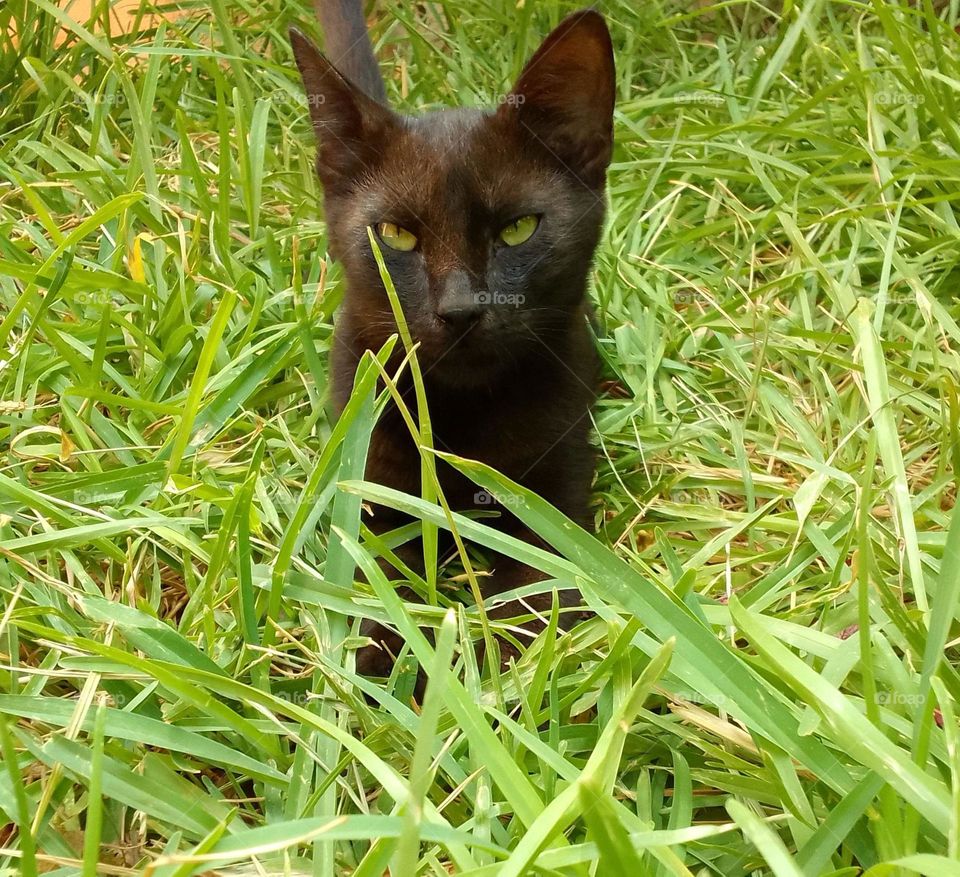 anger cat, nice anger eyes, feeling anger