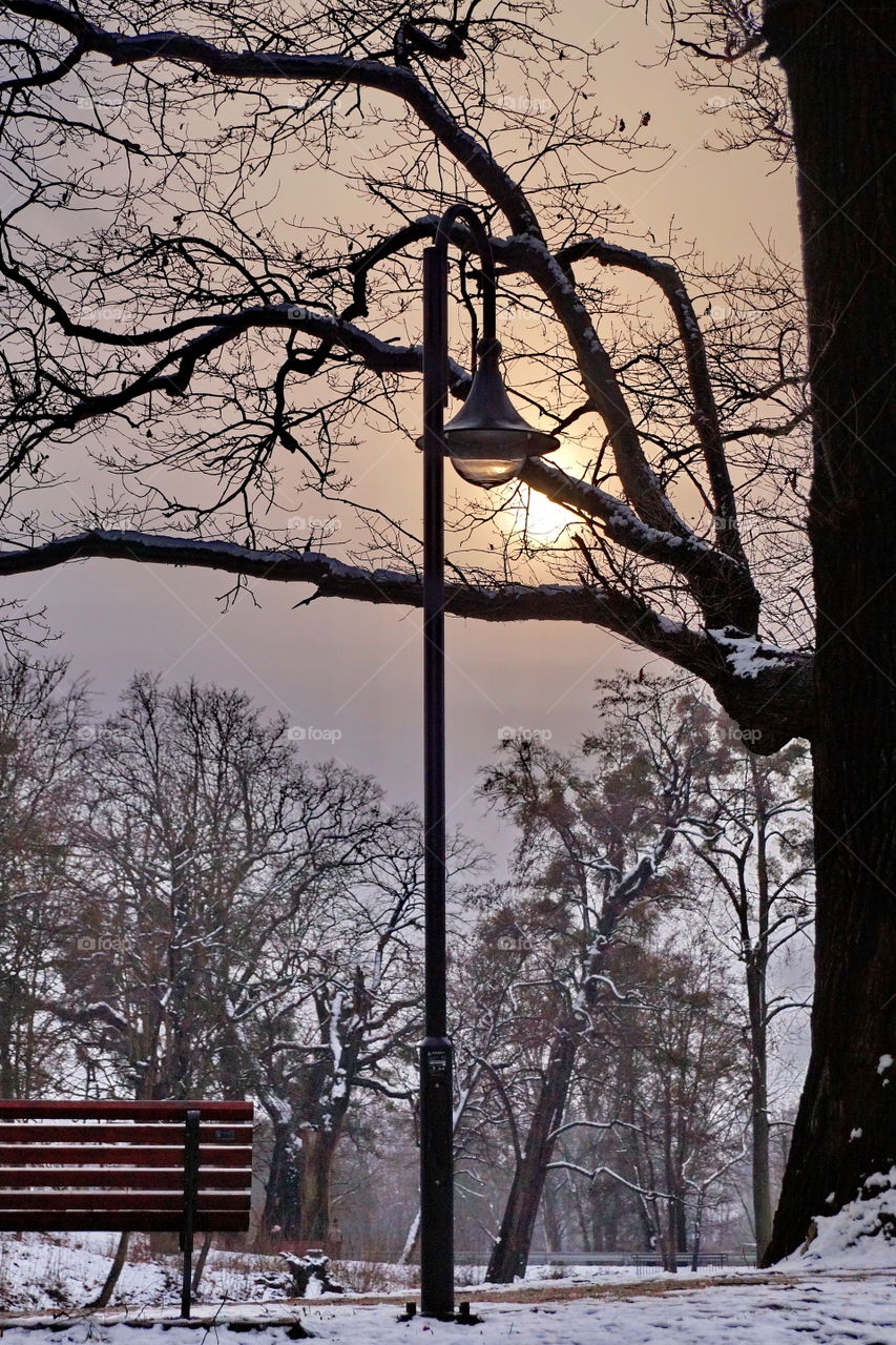 Winter evening in the park