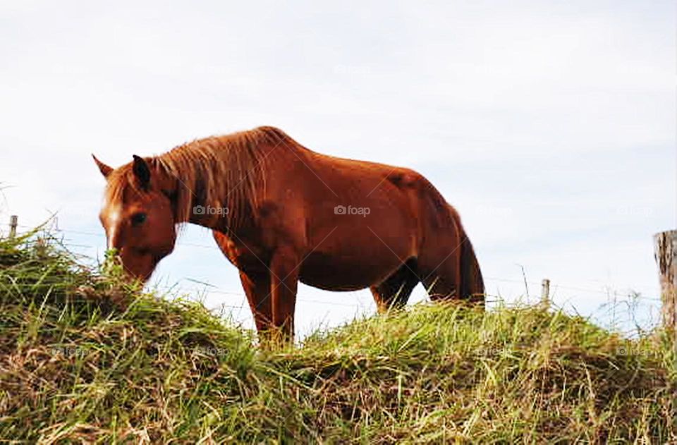 Cavalo