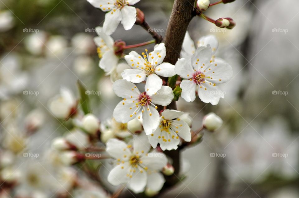 Cherry, Flower, Nature, Apple, Tree