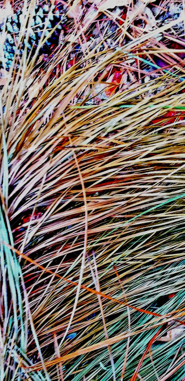 pine fronds on the ground with lone pine cone colors of green brown orange reds black and gray
