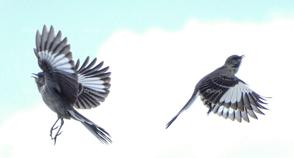 Northern Mockingbird displaying his whites