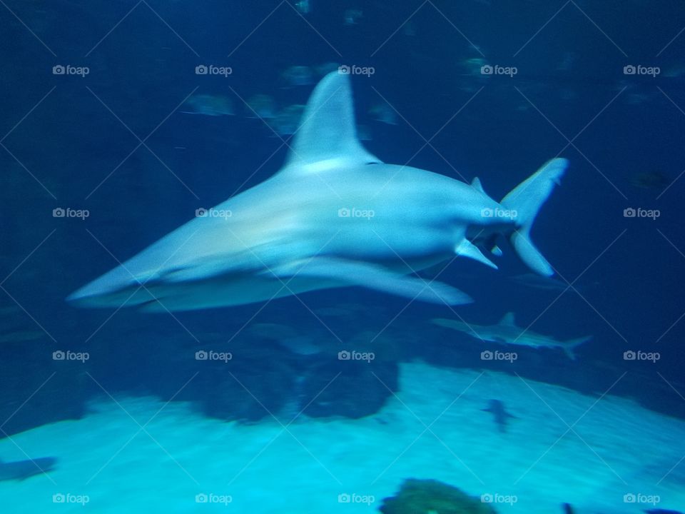 shark swimming in a shark tank