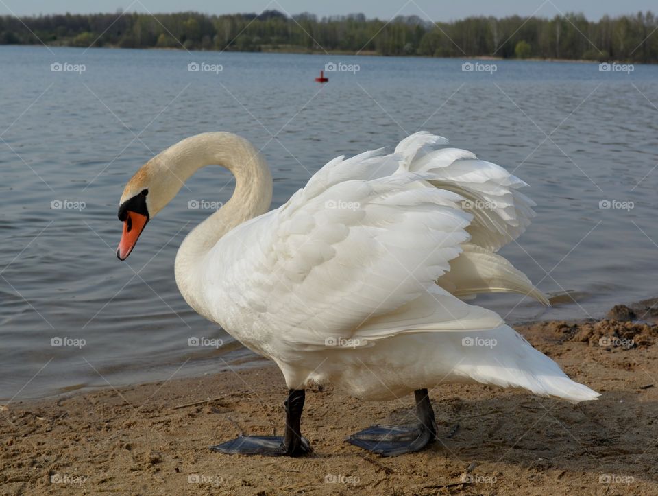 beautiful bird white swan on a lake shore