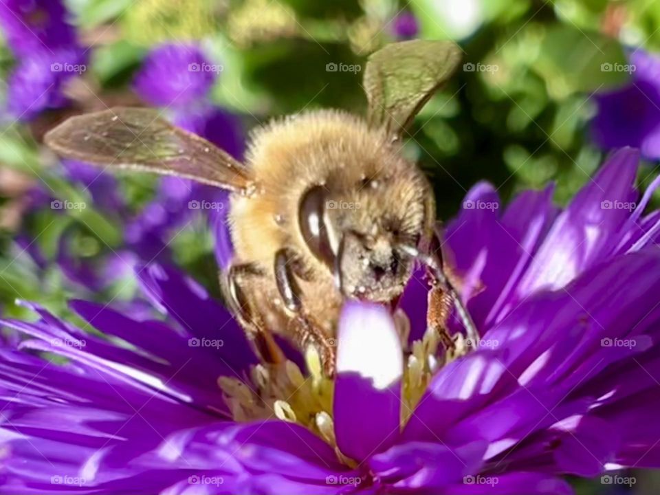Bee
