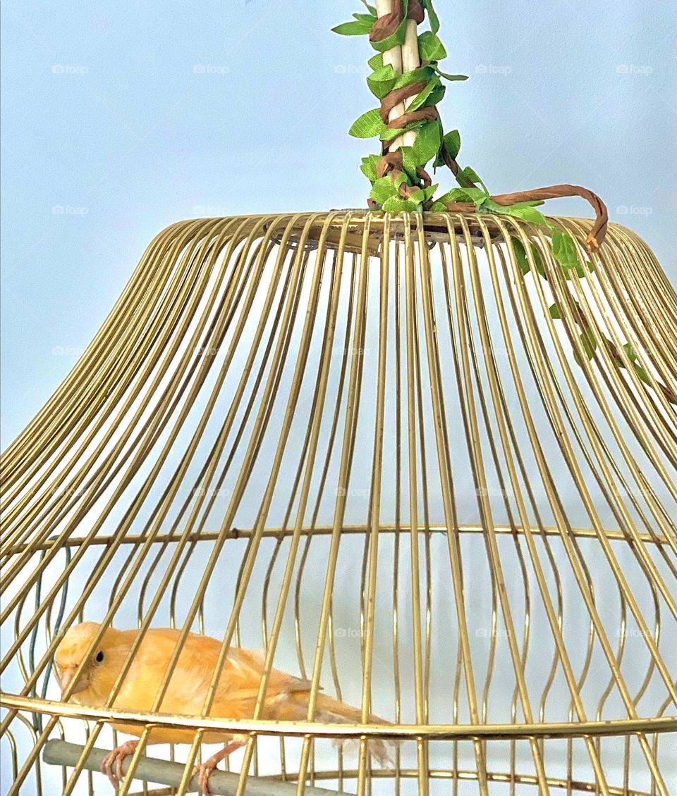 The bird in the cage 