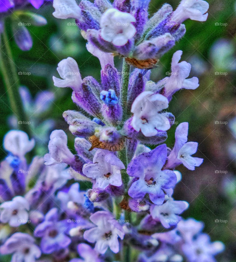 little white flowers on lavender spire