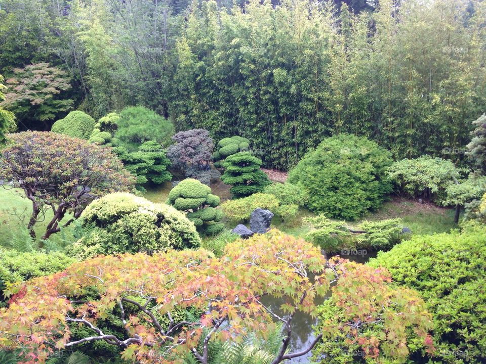 Japanese tea garden 