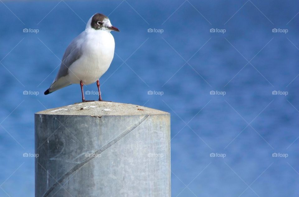 Seagull perching on column against sea