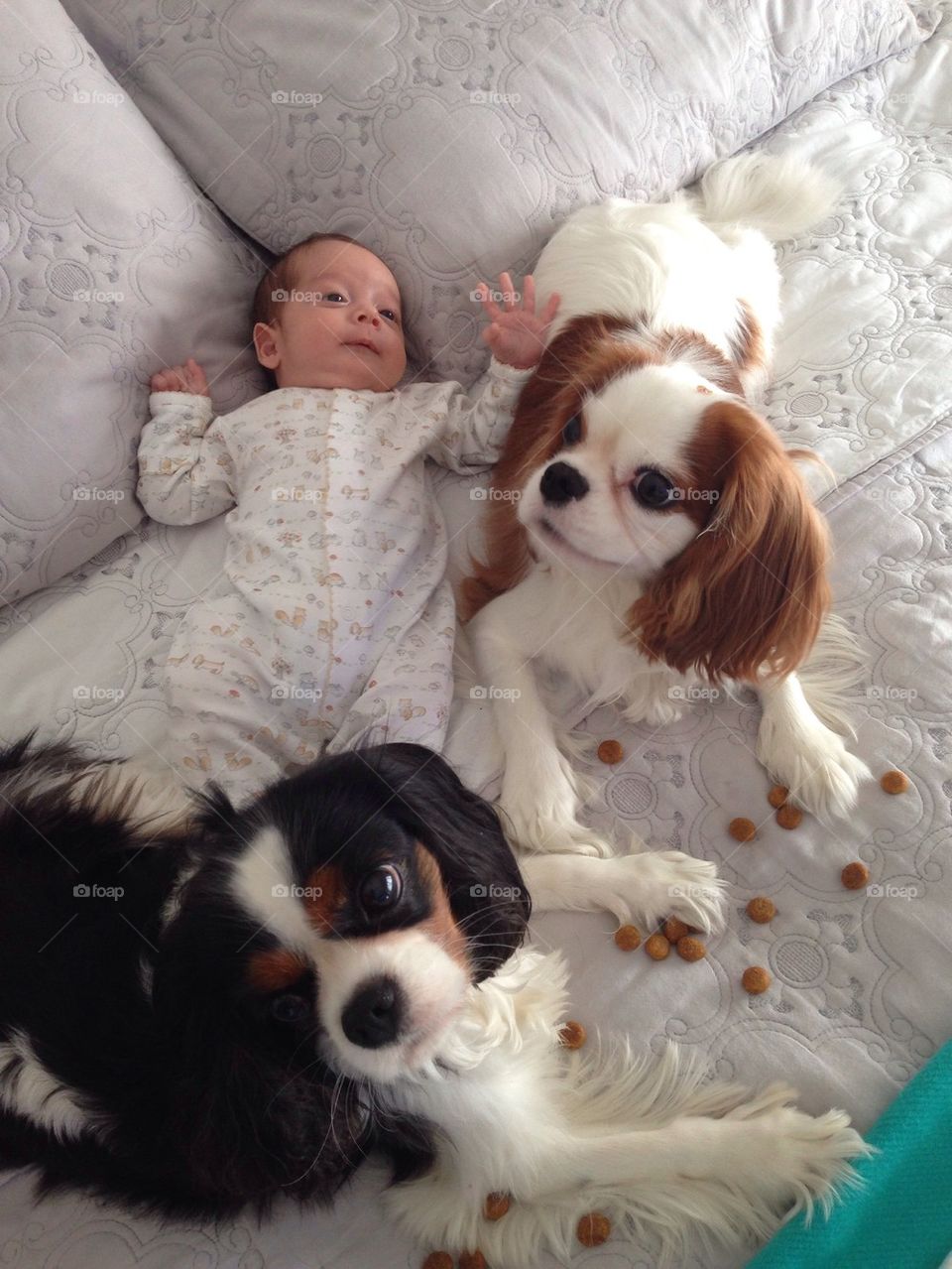 Baby and dogs