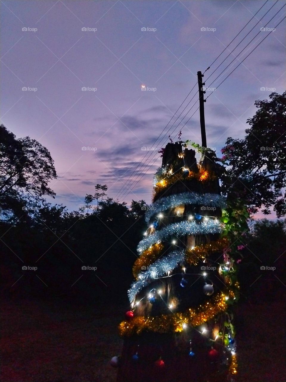 old tree made up to be a Christmas tree