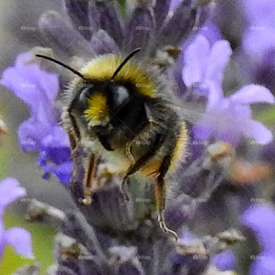 Bumblebee close-up