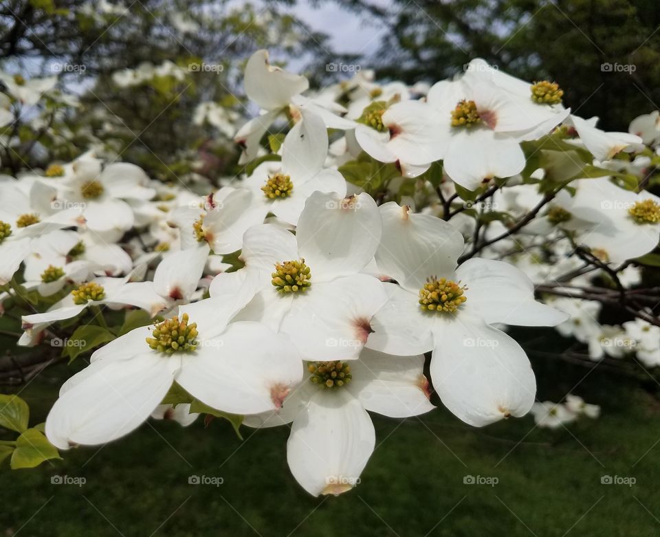 dogwood tree blossoms