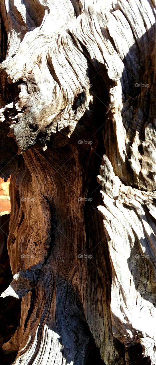 driftwood, imagination, shafows