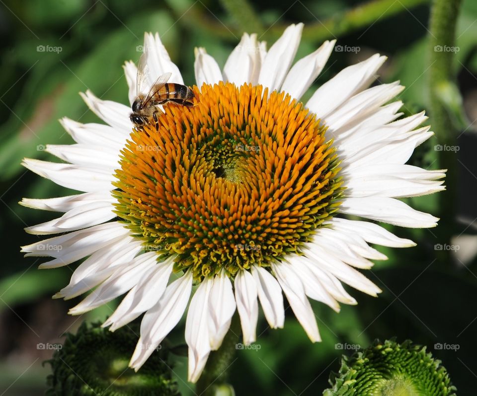 Bee pollen sunflower 