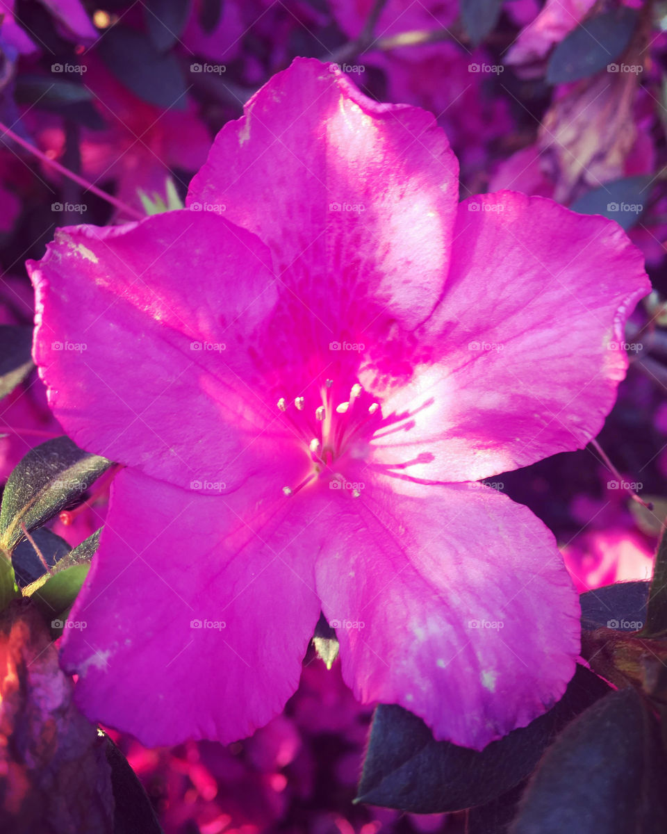 🌹 🇺🇸 Very beautiful flowers to brighten our day.  Live nature and its beauty. Did you like the delicate petals? / 🇧🇷 Flores muito bonitas para alegrar nosso dia. Viva a natureza e sua beleza. Gostaram das pétalas delicadas? 