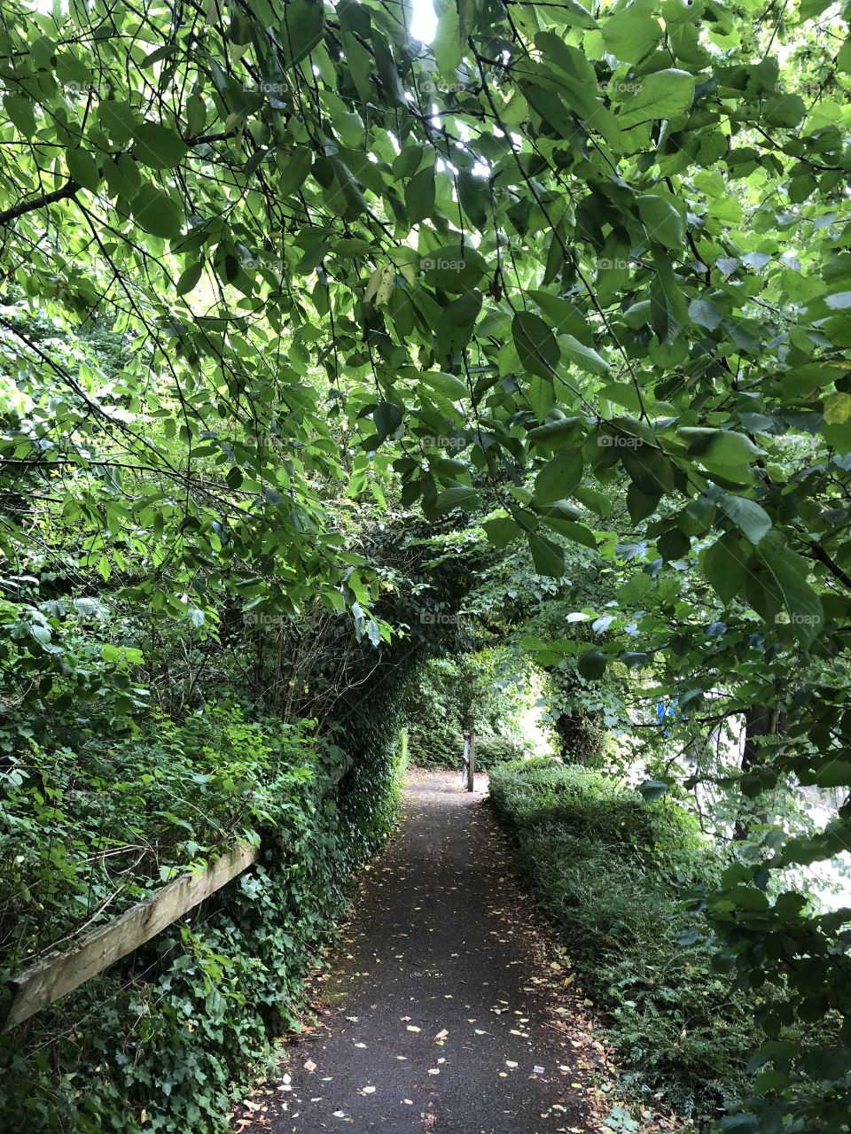 This scene that l found in a very urban area, adds charm and beauty to an often predictable and everyday street. I love the fullness and beautiful of the overhanging trees.