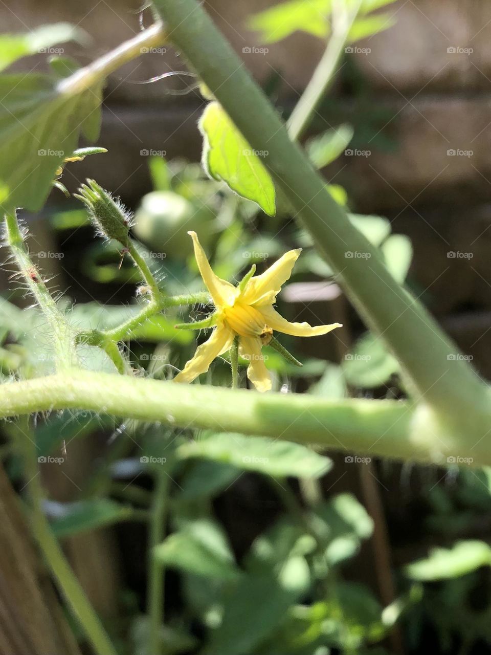 Tomato plant flower blossom blooming summer backyard container gardening neighborhood landscaping patio plants grow your own