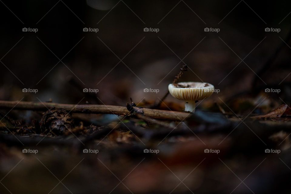 Small Mushroom in the forrest looks mystical