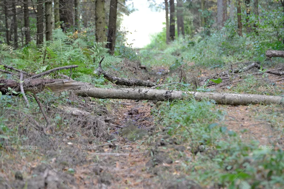 forest
