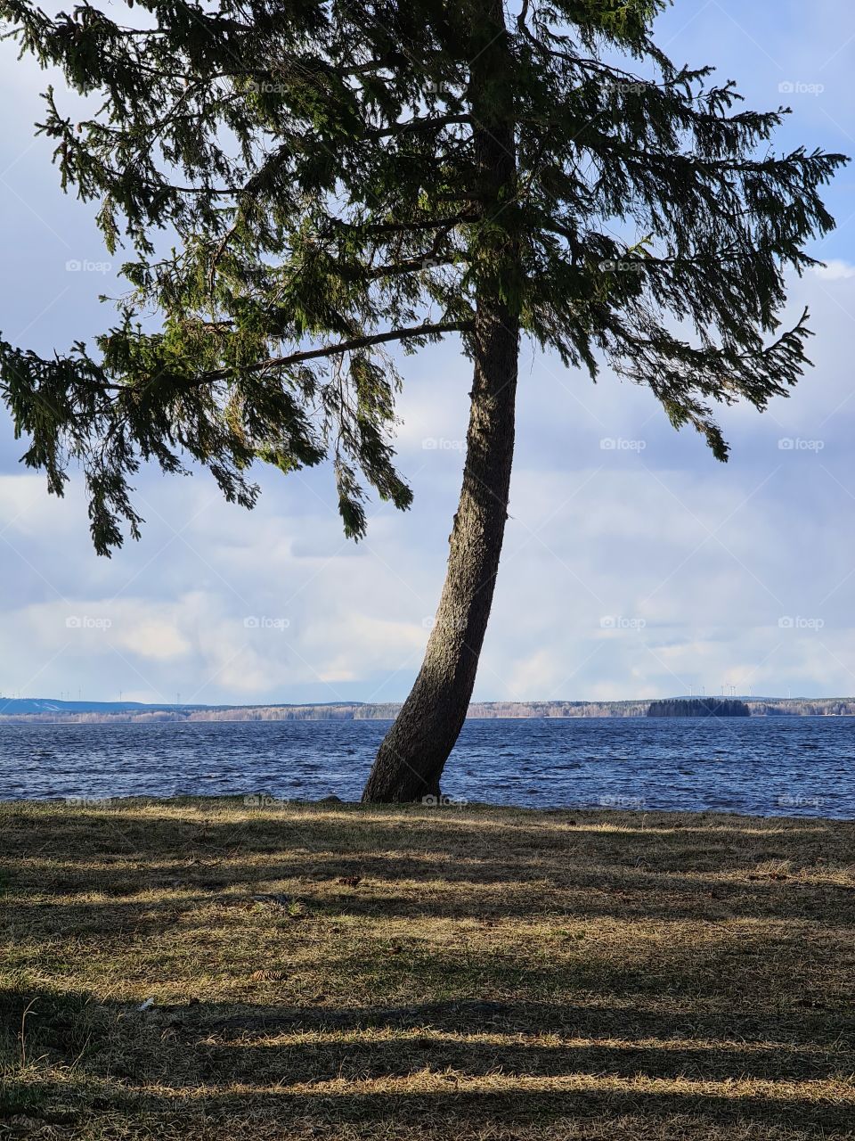 Tree, Nature, Water, Landscape, No Person