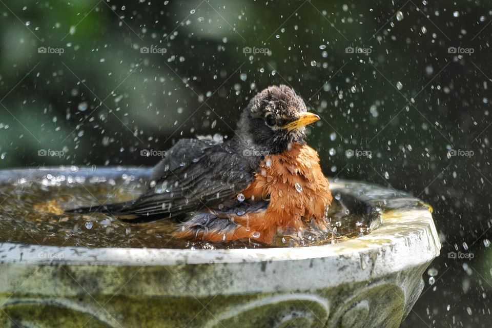 My yard’s bird bath