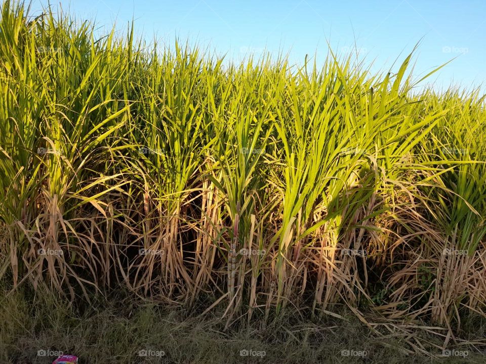 plants to produce sugar in Egypt