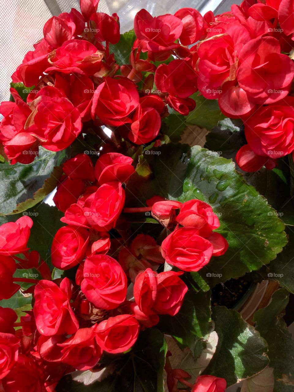 Beautiful begonia flower blossoms with red petals. Indoor plants. Nature’s beauty.