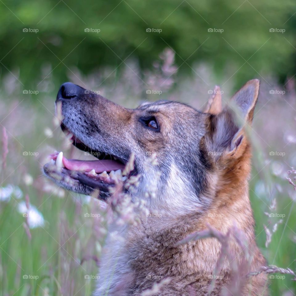 Happy Dog in flowers Meadow Nature Wildlife 