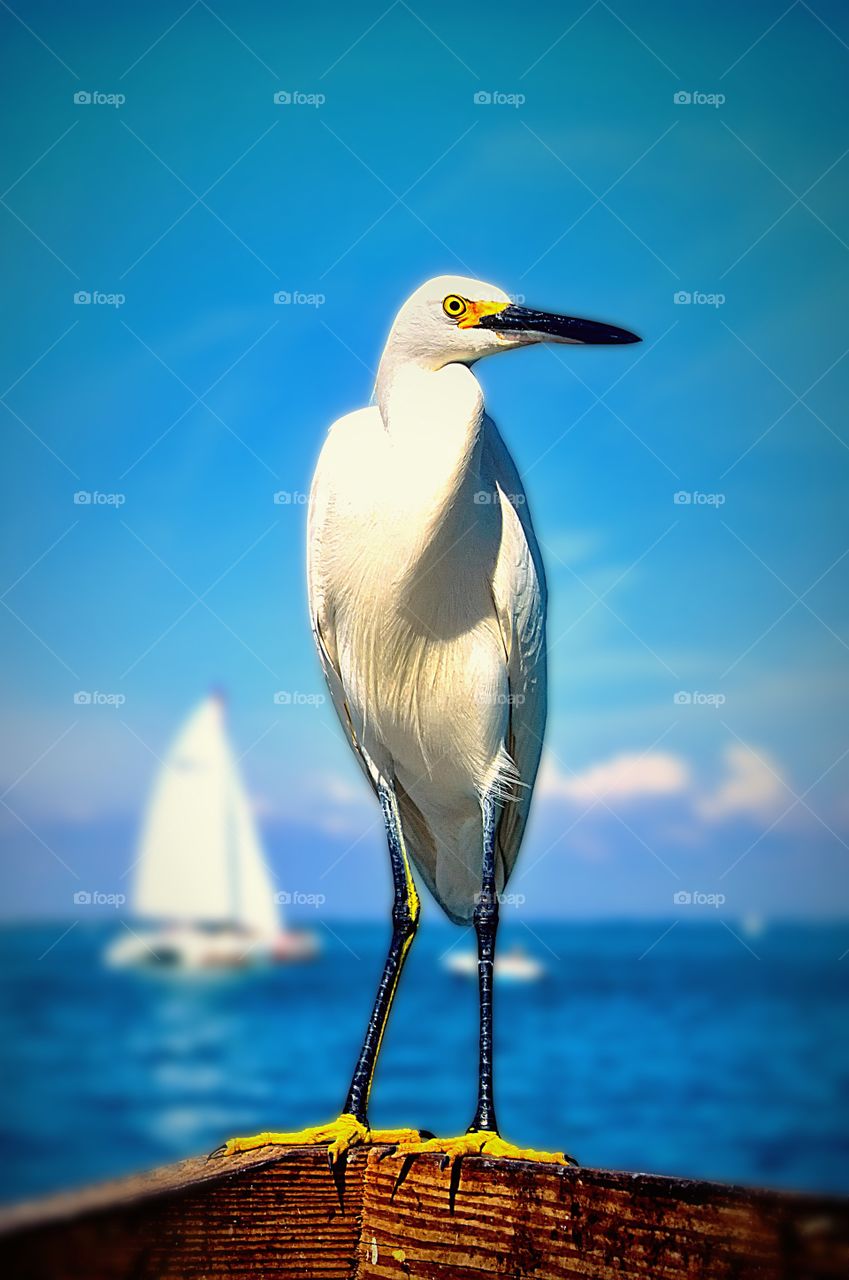 Portrait of a Snowy Egret.