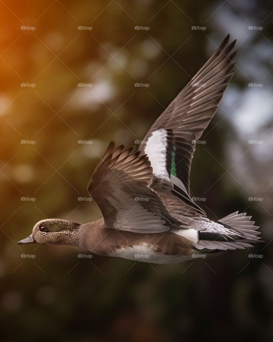 Duck in flight 
