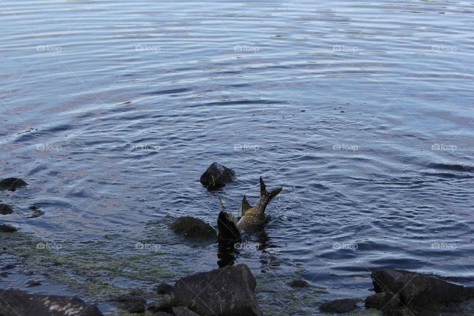 catching a pike 