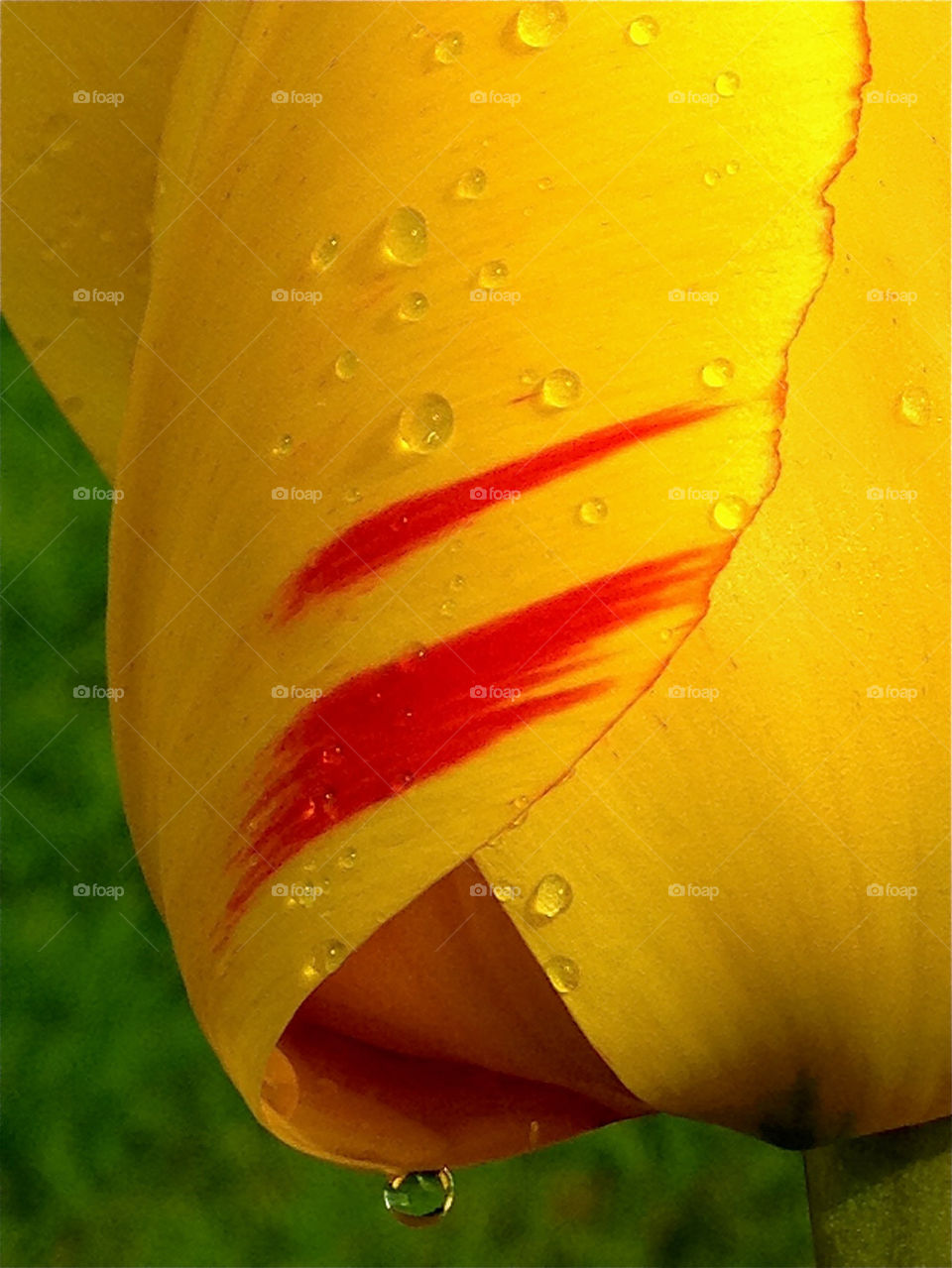 Waterdrop on the tulip