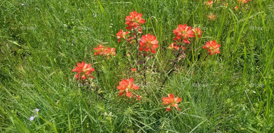 A small grouping of Indian paintbrush (Castilleja indivisa) flowers, a well known spring Texas wildflower, likely all growing from the same plant.