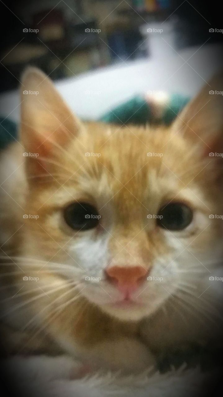 My orange tabby cat at 8 weeks old.