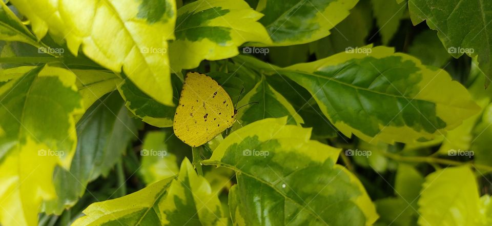 yellow butterfly