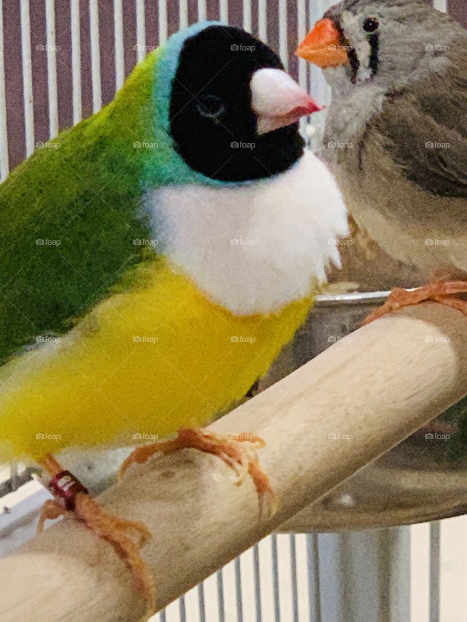 Birds at the pet store 