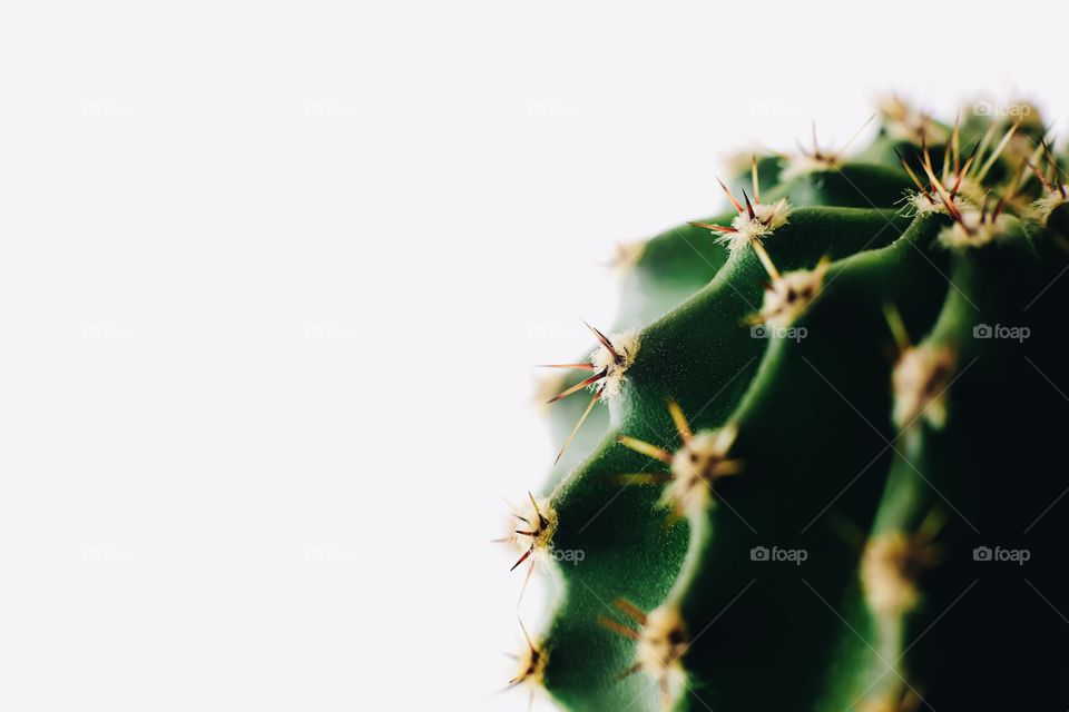 Macro cactus with sharp needles 