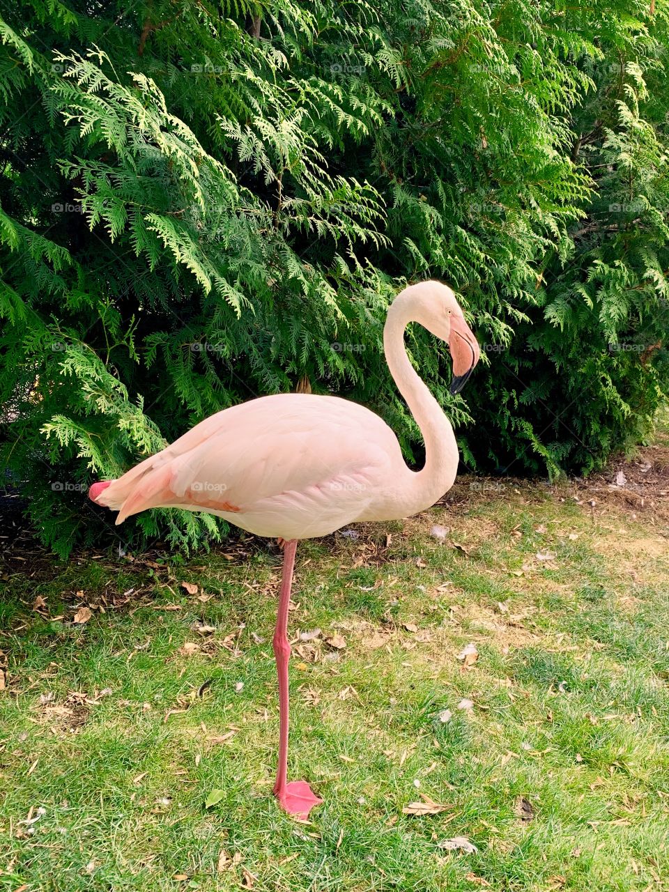 pink flamingo stands on one leg against a background of green trees