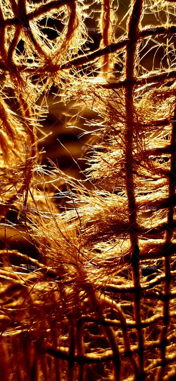 light make this gold