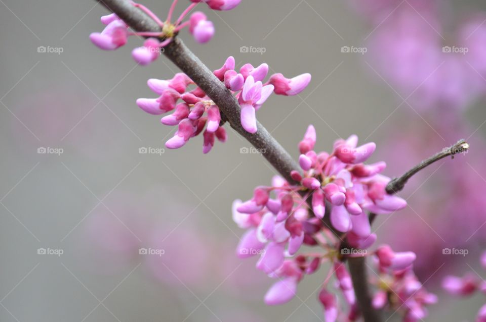 Close-up pink buds