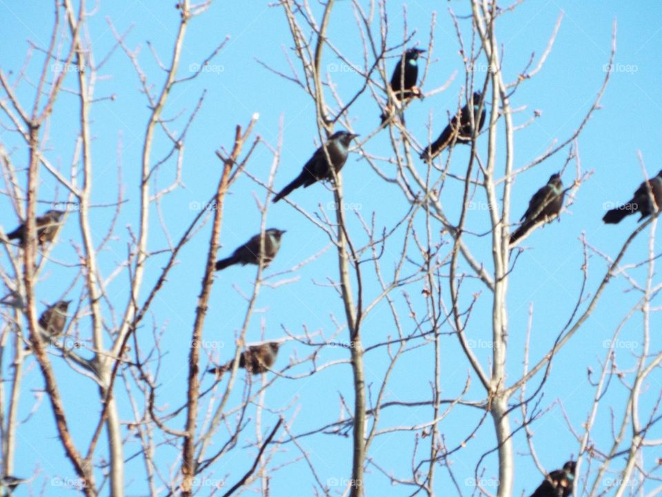 Birds in a tree