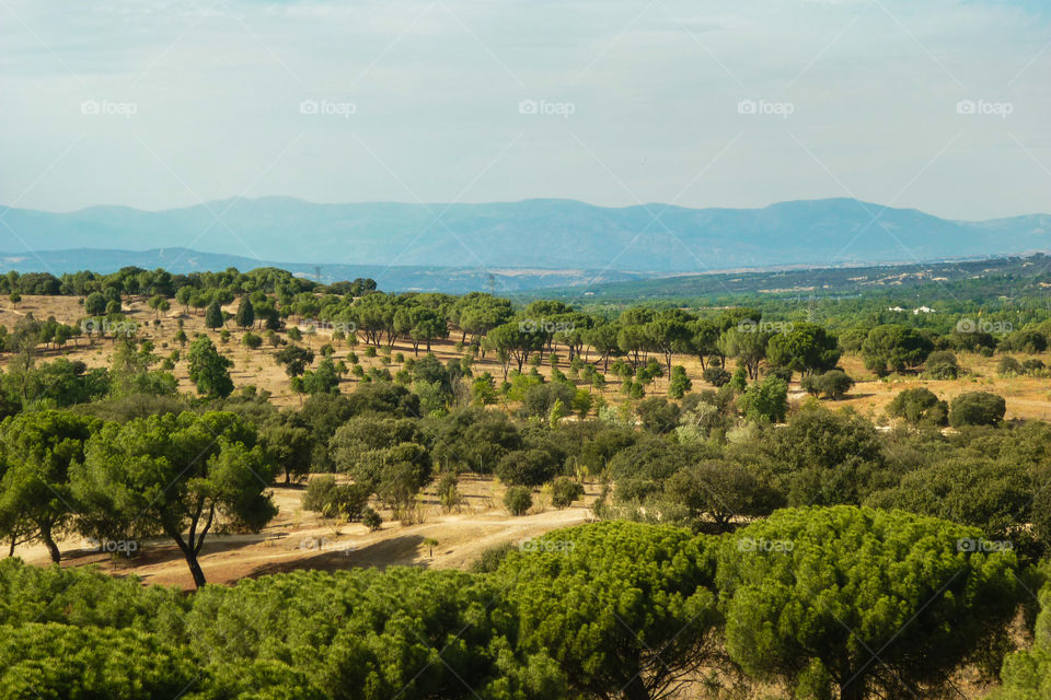 Landscape view of mountains and forest