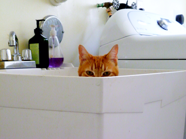 orange house cat animal by jmsilva59