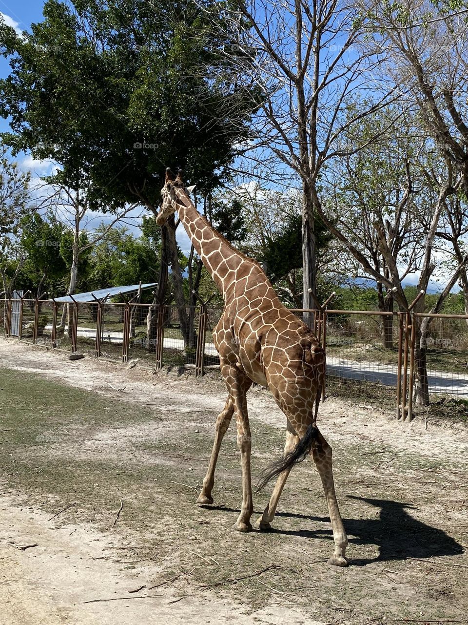 Giraffe so beautiful 