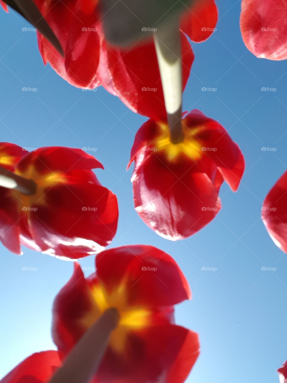 Blooming red tulip seen from below in the middle of tulip fields in Netherlands