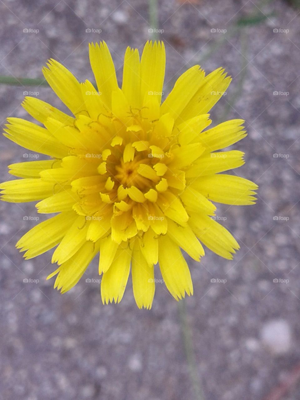 Fiore giallo